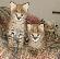 Cheetah cubs  , Ocelots , Serval and Savannah kittens available .